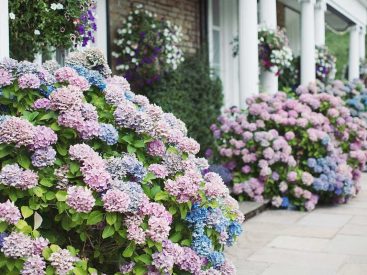 How to Care for Hosta Plants: Planting and Maintenance Guide